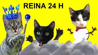 Gatos Luna y Estrella ¿la Reina del hielo por 24 horas nos quiere congelar? / Videos de gatitos