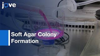 Soft Agar Colony Formation screenshot 2