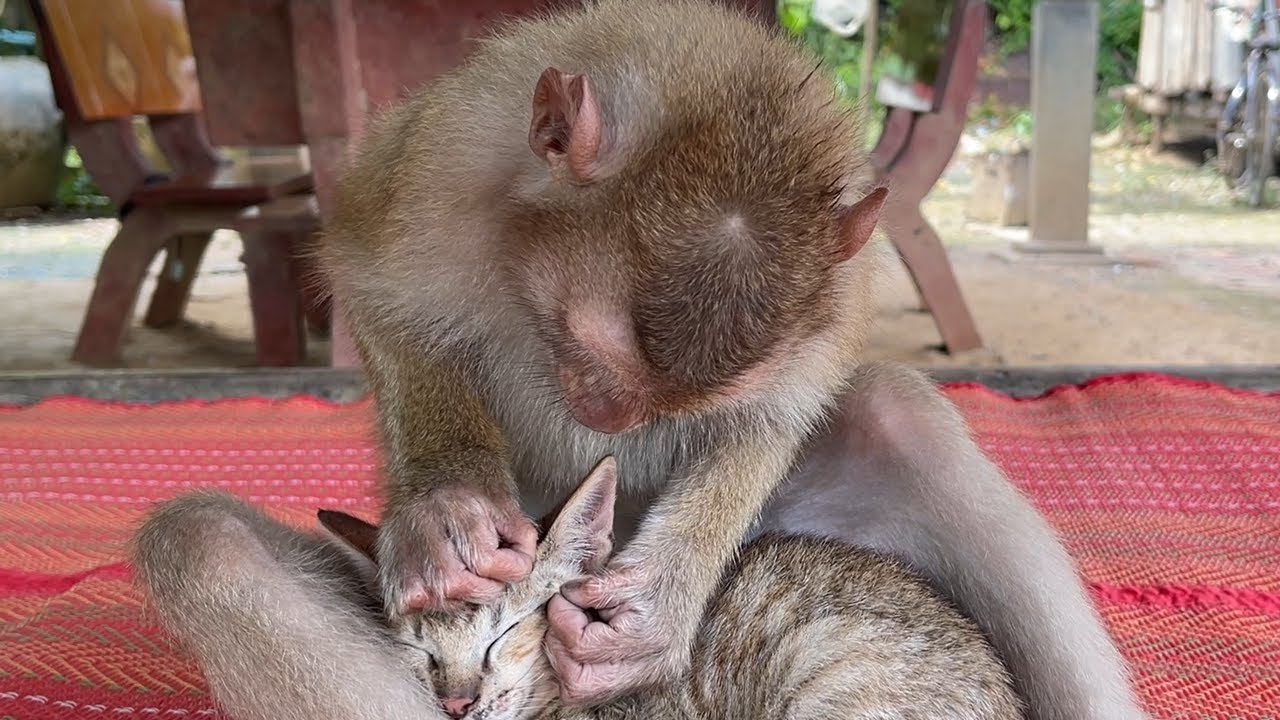 Long Time To Grooming Kitty Malla| It So Relax While Zueii Grooming