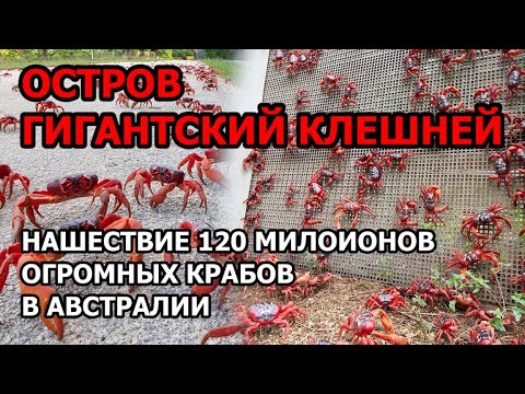 Видео: Марш Рождественского острова Красного Краба