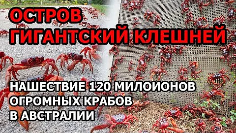 Нашествие 120 миллионов крабов в Австралии. Что творится на острове Рождества: куда бегут эндемики?