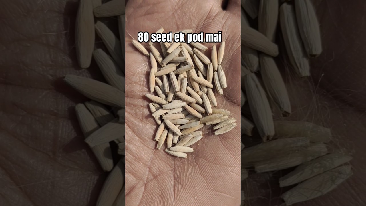 || is adenium verity mai ate hai 160 seed pure seed pod mai || aap bhi dekhe