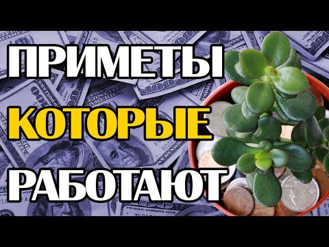 МАГИЯ ДЕНЕЖНОГО ДЕРЕВА. МИФЫ И РЕАЛЬНОСТЬ. ЧАСТЬ 1.