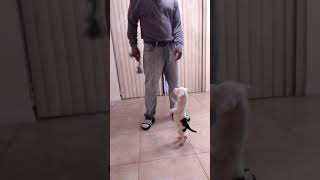 My 8 week old Old Southern White American Bulldog Training