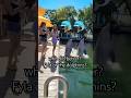 stop copying us!! 🐬#shorts #tiktok #dolphins