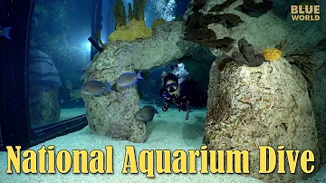 National Aquarium Visit | JONATHAN BIRD'S BLUE WORLD