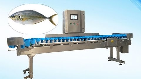 Chicken Wings Sorting Machine Video|Fish Weight Grading Sorting Machine