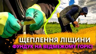 ЩЕПЛЕННЯ ЛІЩИНИ/ ФУНДУК НА ВЕДМЕЖОМУ ГОРІСІ