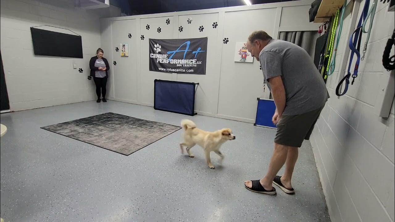 Doggie Boot Camp Maddox YouTube