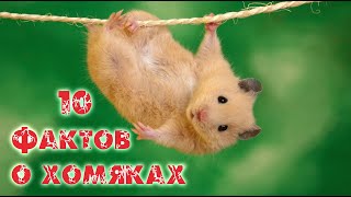 10 Интересных фактов о хомяках / Hamster