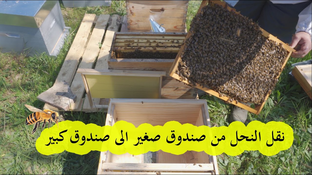 تربية النحل : نقل طرد نحل من صندوق صغير الى صندوق كبير  /حلقة رقم 2 🔵
