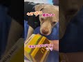 この動画は、飼い主が病気や高齢などで虹の橋を渡る(亡くなる)ことが決まった愛犬のために、最高の1日をプレゼントする様子を記録したものです。