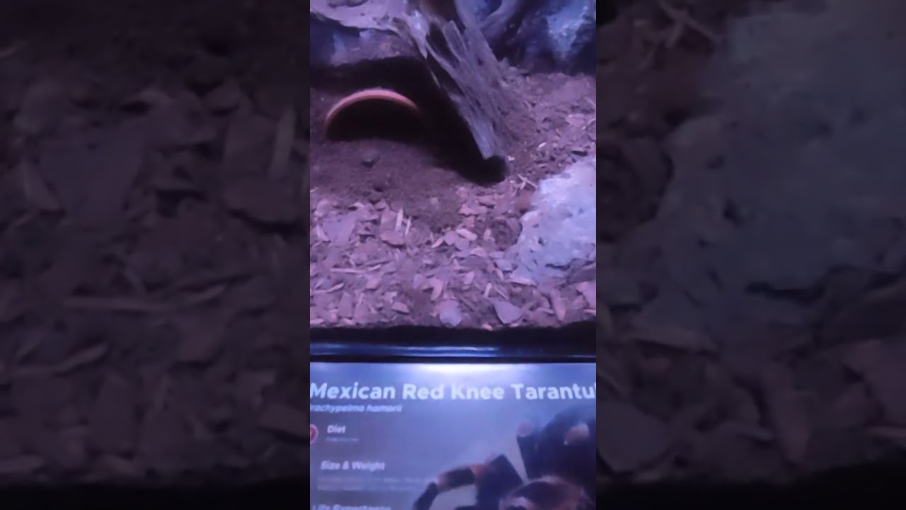 Leggy Marvel: Mexican Red Knee Tarantula at Cebu Ocean Park
