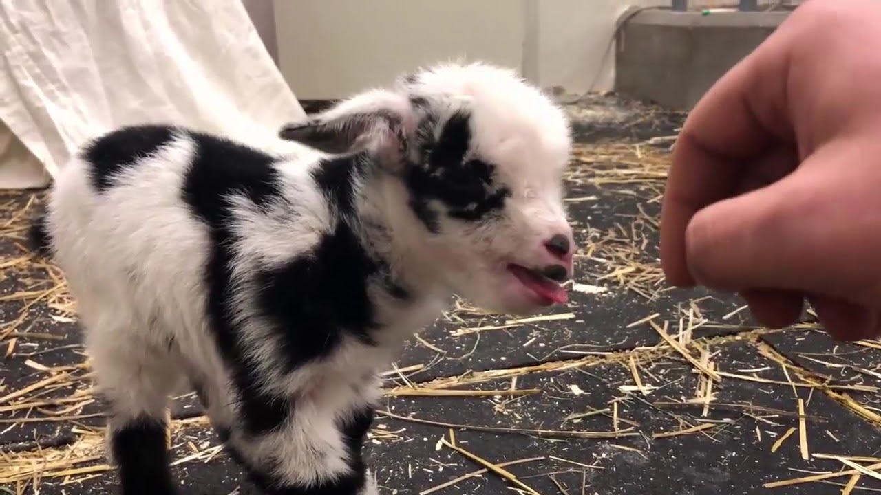 Funny Facebook Viral Videos Pets and Animals | February 2018