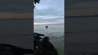 𝐩𝐮𝐥𝐚𝐮 𝐩𝐚𝐤𝐚𝐥 𝐡𝐚𝐥𝐦𝐚𝐡𝐞𝐫𝐚 𝐭𝐢𝐦𝐮𝐫