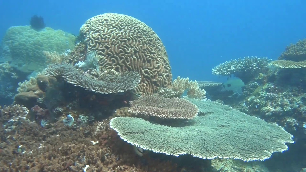 Komodo Coral Reef (14 min.) - YouTube