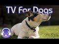 Dog TV: 15 Hours of Entertaining Dog Walks! (2019)