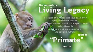 Documentary Living Legacy epsiode “Primate”