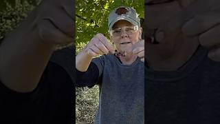 Try To Hop At Me And Ill Stomp Ya Dreaded Spotted Lantern Fly