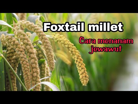 Harvesting wild honeycombs on extreme cliffs