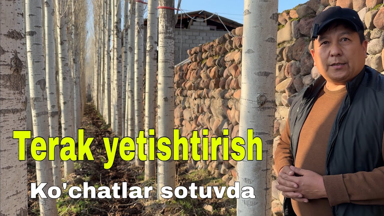 Terak ko’chatlari sotuvda. dexqondan yaxshi tavsiyalar