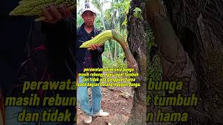 Pohon Aren Sudah Tua, Masih Mengeluarkan Bunga itu Tandanya Masih Berproduksi #shorts