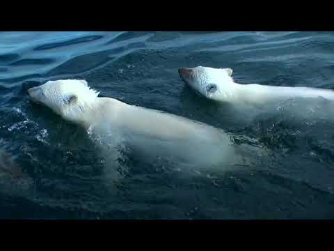 Vídeo: Melhores Lugares Para Ver Ursos Polares Na Natureza