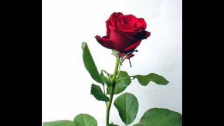 Hayat, Iman, Mücadele Aşkın Bedeli 123 (Bir Elimde 14 Lü Bir Elimde Güller Var) Osman Öztunç Resimi