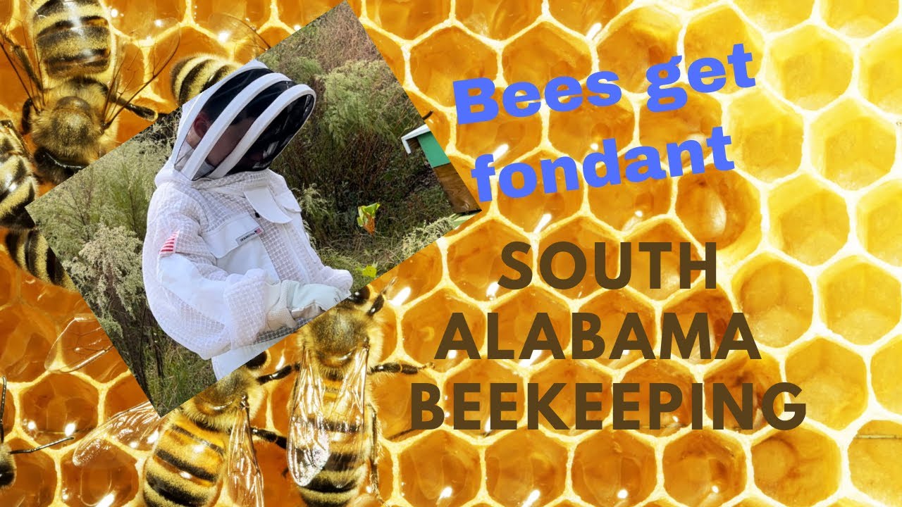 BEEKEEPING Winter Feeding South Alabama beesarecool beethelighthouse