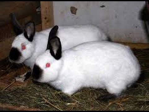 الأرانب ليست طيور زينة.  تهتم الأمهات بتربية الأرانب.  موقع YouTube