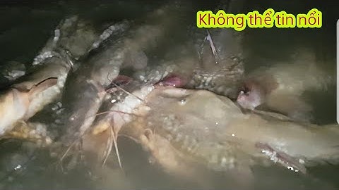 Câu cá ngát,không thể ngờ cá hôm nay lại ăn mạnh đến như vậy