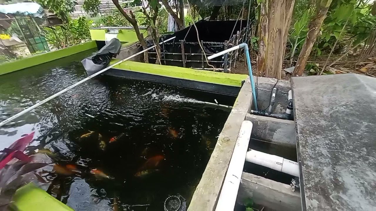 kolam koi sederhana... - YouTube