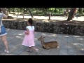 Nara cerfs mignon et le Grand Bouddha- Voyage au Japon