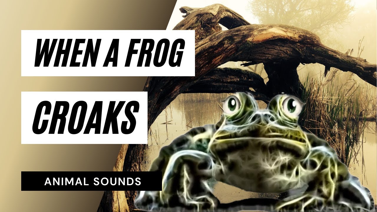 When A Frog Croaks - when a frog croaking / sound effect / animation ...