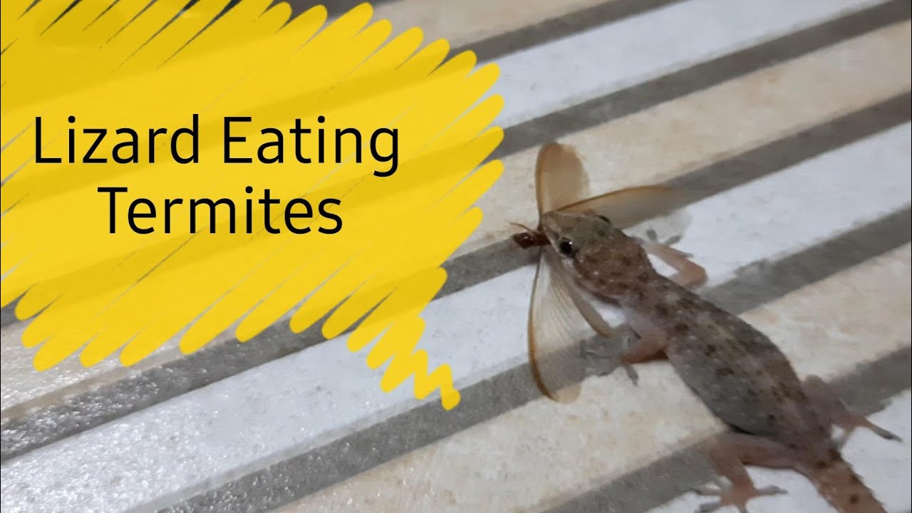 Do Termites Fly? What are those flying insects attracted to light in rainy season -ఉసుళ్ళుEesal दीमक