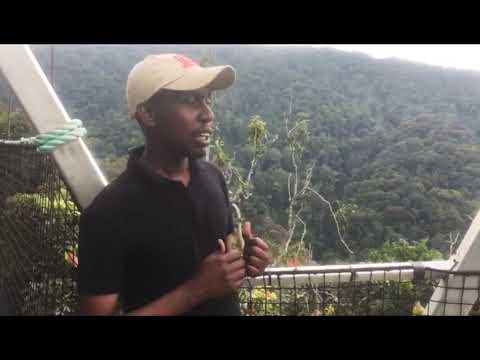 Vídeo: Nyungwe Forest National Park, Ruanda: O Guia Completo