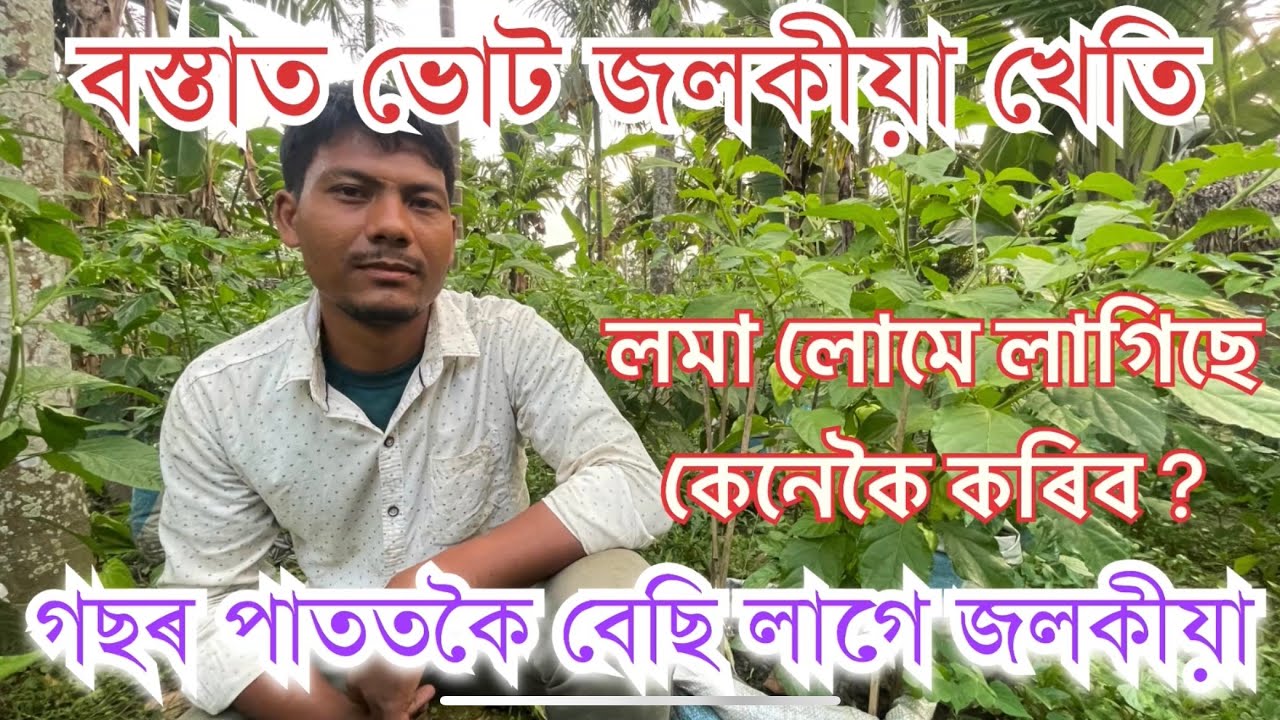 পাততকৈ ভোট জলকীয়া বেছি লাগে।বস্তাত ভোট জলকীয়া খেতি কম টকাতBhut Jolokia.King Chilli Farming in beg