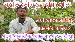 পাততকৈ ভোট জলকীয়া বেছি লাগে।বস্তাত ভোট জলকীয়া খেতি কম টকাতBhut Jolokia.King Chilli Farming in beg