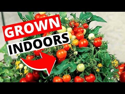 Video: Indoor Tomatoes In The Apartment And In The Greenhouse