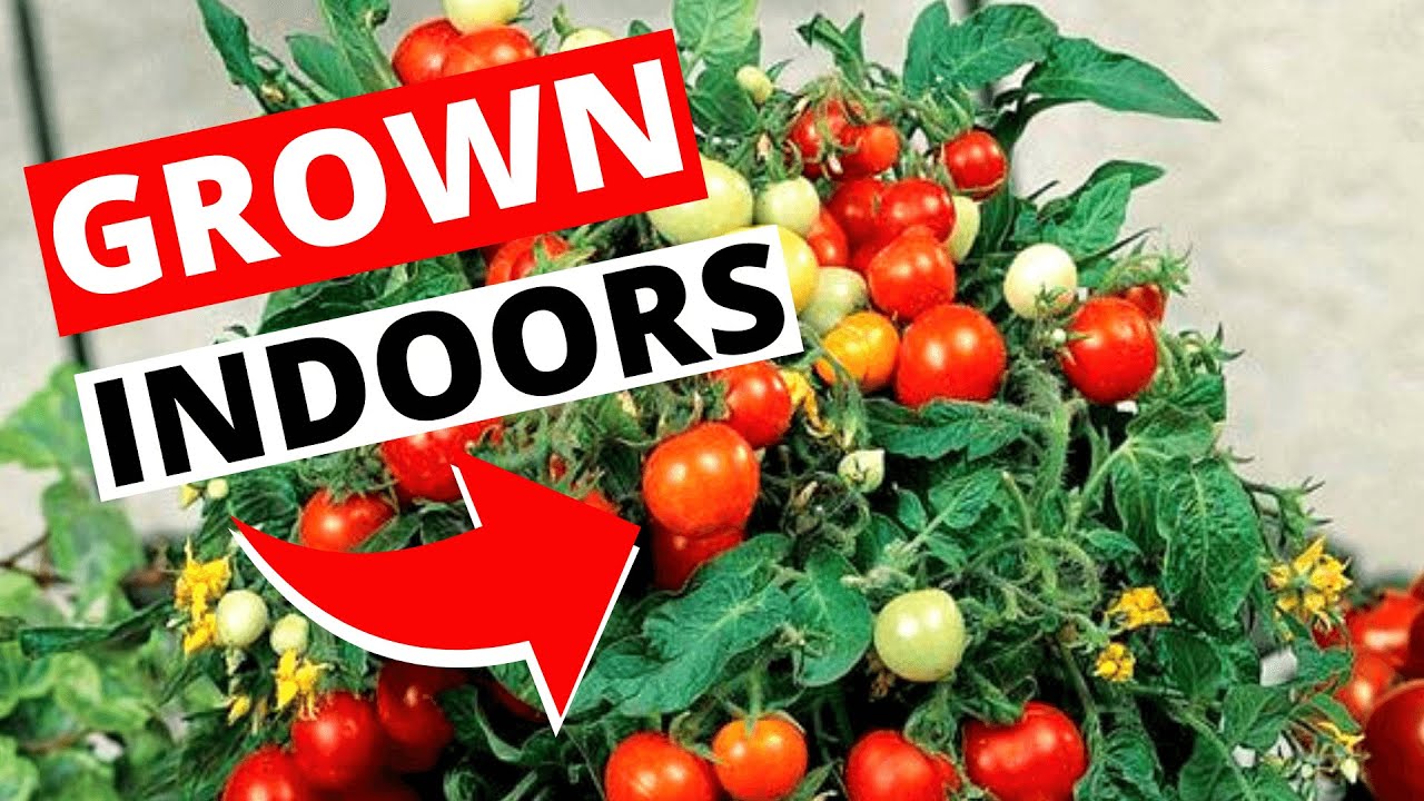 How To Grow Tomatoes Indoors | Indoor Gardening For Beginners