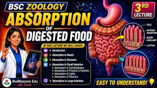 Absorption of Digested Food | Physiology Lecture 3 | BioBlossom Edu with Sonali