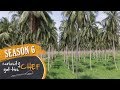 Coconut and Agri Business Park | Curiosity Got The Chef Season 6