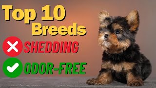 No More Fur Everywhere! Discover 10 Non Shedding Dogs That Keep Your Home Clean!