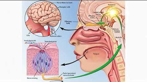 AI Generated: Unlock the power of smell! Discover how the olfact...