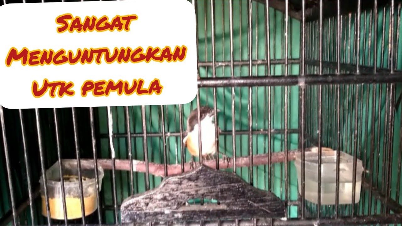 Tips on how to care for the ombyokan long-tailed shrike and the mystery of why it dies easily