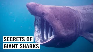 Famous Inside The Lives of Deep Sea Basking Sharks & Ocean Giants Net Worth