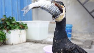 Cormorants Eat Fish Bigger Than Their Own Heads