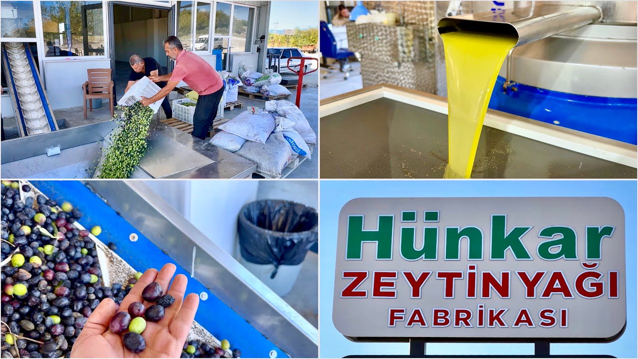 2025 İlk Hasadı | 220 Kilo Zeytinden Kaç Kilo Zeytinyağı Çıktı ? 