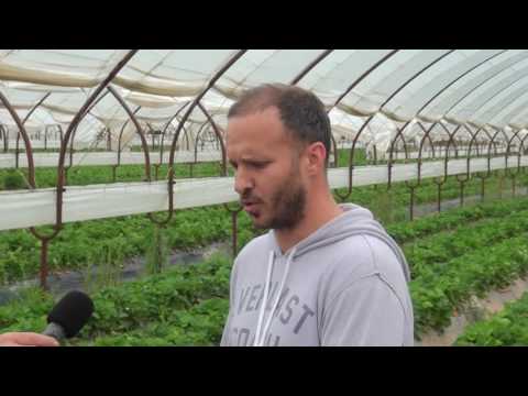 Βίντεο: Καλλιέργεια φράουλας χρησιμοποιώντας ολλανδική τεχνολογία
