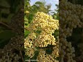 Эводия Даниэля готовится к августу